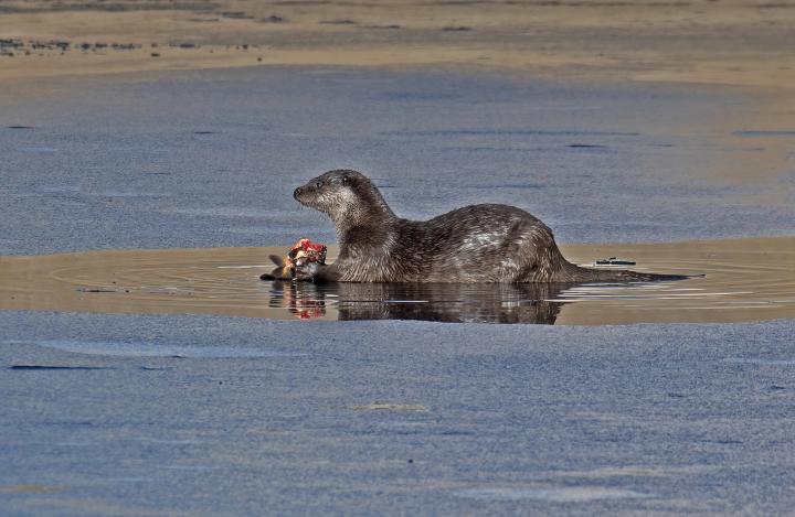 Vydra říční (Lutra lutra)
