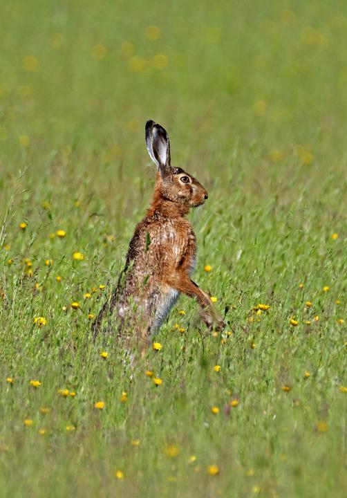 Zajíc polní  (Lepus europaeus)