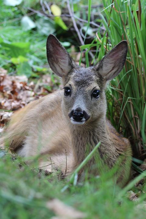  Srnec obecný ( Capreolus capreolus )