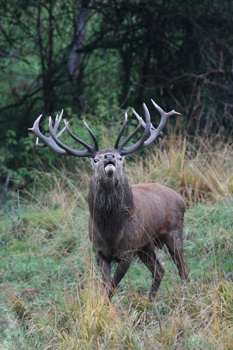Jelen lesní (Cervus elaphus)