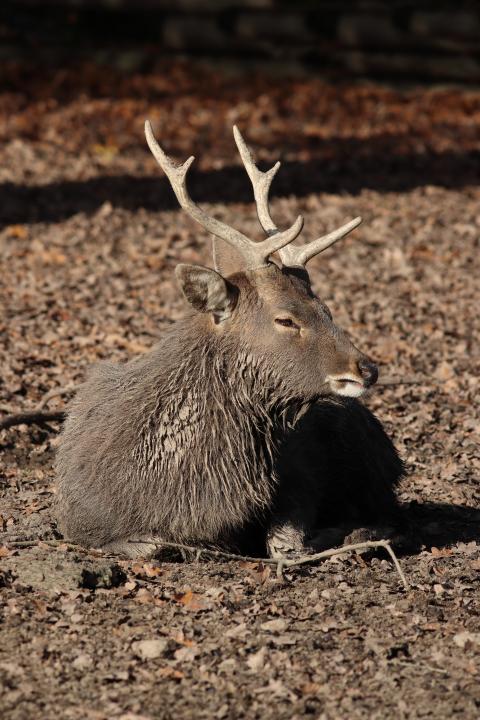 Jelen sika japonský (Cervus nippon nippon)