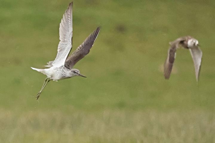 Vodouš šedý (Tringa nebularia)