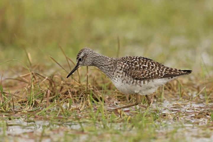 Vodouš bahenní (Tringa glareola)