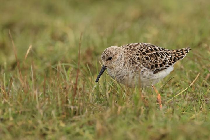 Jespák bojovný (Philomachus pugnax)